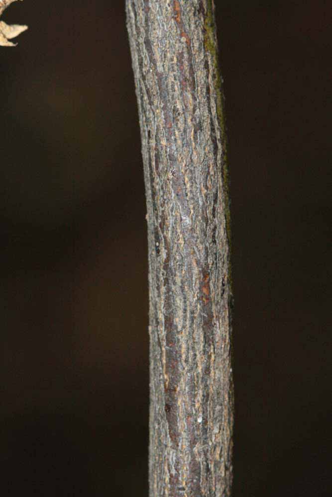              Second - third year twig (Riverside, CA)       